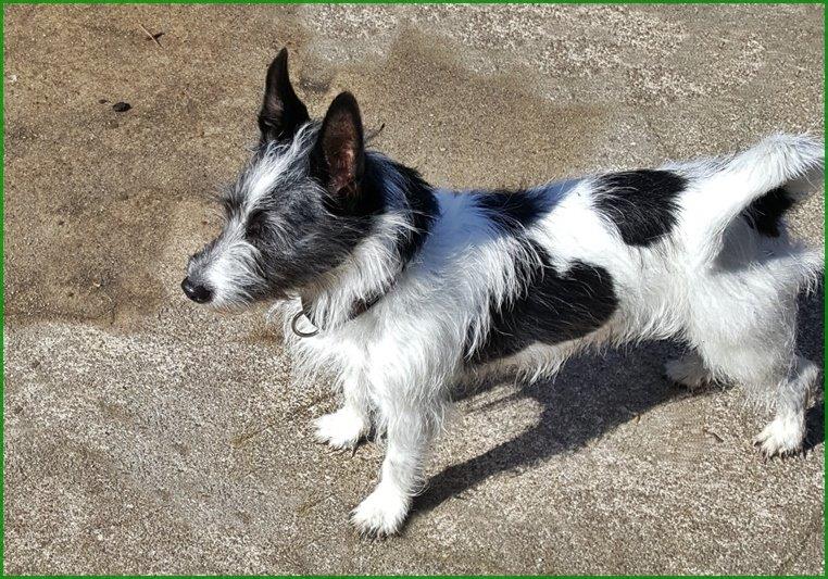 Editorial,Hundevermittlung Hundshuus