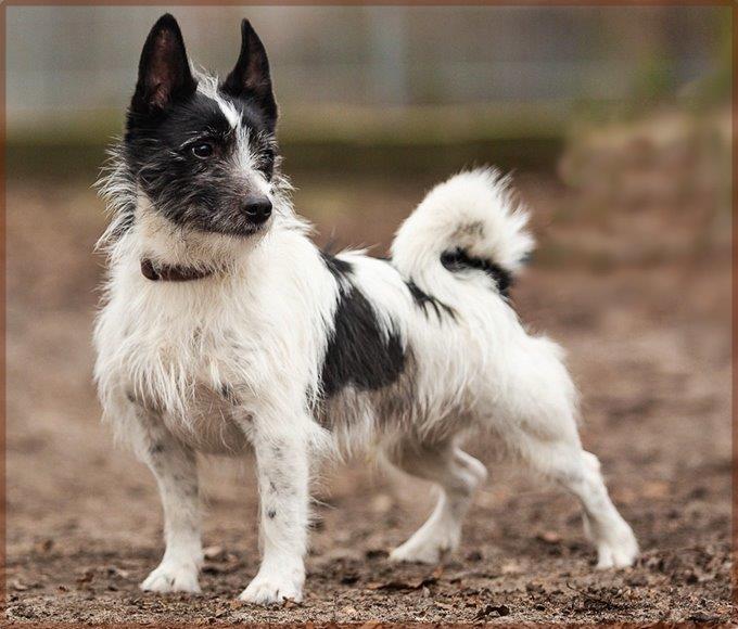Hundevermittlung Hundshuus