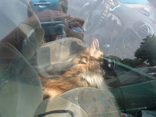 Hundevermittlung Hundshuus, Vermittlungshunde im und